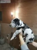 Great Dane Puppies