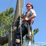 Tree Service