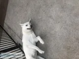 Pure White  labhusky with blue eye