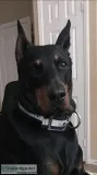 Doberman puppies