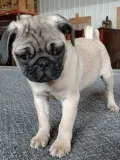 Deserving Pug puppies ready