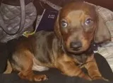 Enthusiastic Miniature Dachshund puppies ready