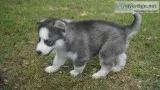 Siberian Husky Puppies