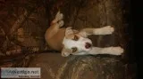 Puppy looking for a new home.