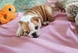 Dynamic English bulldog puppies ready