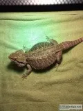 Bearded Dragon
