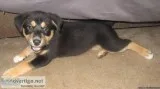 Aussy Mix Puppies