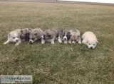 HuskyGerman shepherd puppies for sale
