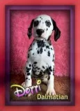 Dotti Female NPRI Dalmatian