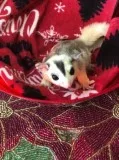 Sugar gliders