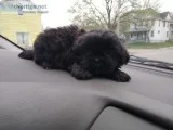 Female shih tzu