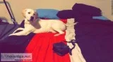 AKC Registered Lab Puppy