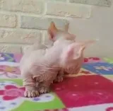 Cute Sphynx Cats