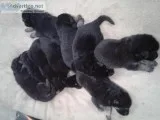 AKC GERMAN SHEPHERD PUPPIES