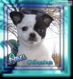 Abel Male Chihuahua Puppy