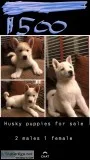 Sibirian Huskey
