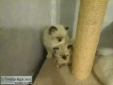 Himalayan kittens