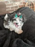 Shorkie Doodle