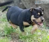 UKC PR REGISTERED BLACK TRI COLOR BULLY FEMALE 12 WEEKS OLD PUP