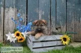 Garth Male German Shepherd