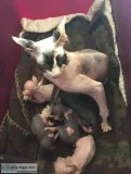 Sphynx Kittens Ready To Go
