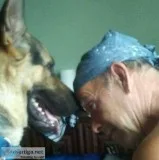 3 year old Straight back German Shepherd