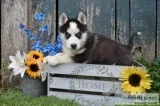 Thunder Male Siberian Husky
