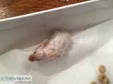 Mice Mice Mice