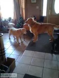 Home Away from Home For Your Pet