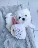 Maltese puppies ready to go