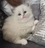 Ragdoll kittens Ready To Someone With TimeAttention.