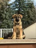 Puppy