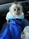 Intelligent male and female capuchin and