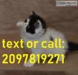 5 Georgeous Persian Kittens For Sale