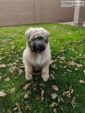 Bouvier Des Flandres
