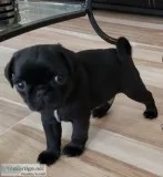Female Black Pugs purebreed for rehoming