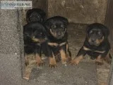 Rottweiler Puppies