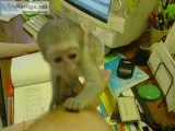 Capuchin monkey s male and female availa