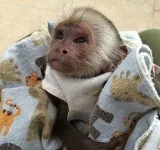 Beautiful capuchin monkeys(615)-434-583 6