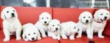 AKC FULL English Golden Retriever