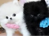 AKC teacup Pomeranians puppies available