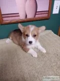 Corgie puppies