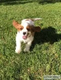 Cavalier King Charles Spaniel.