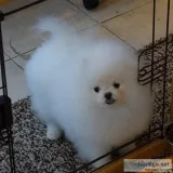 AKC  Pomeranians puppies