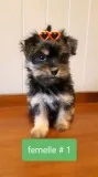 Beautiful little Shorky for sale
