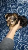 Parti male and traditional male yorkie puppy