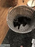 Free to good home