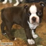 CKC Boston Terrier Puppies In Ohio