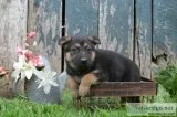 Brooklyn Female German Shepherd