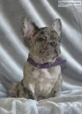French Bulldog puppy boy